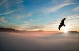 oiseau ciel soleil couchant eft confiance en soi