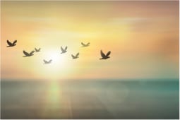 oiseau soleil couchant - visualisation métier de rêve